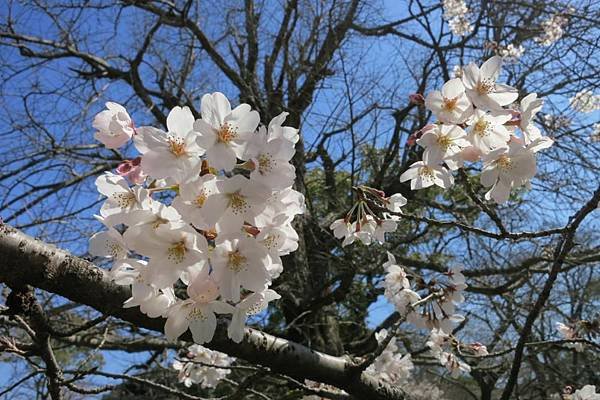 0514《福岡城の桜》大濠公園 (18).JPG