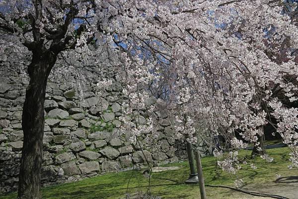 0514《福岡城の桜》大濠公園 (19).JPG