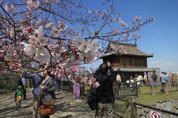 0514《福岡城の桜》大濠公園 (25).JPG