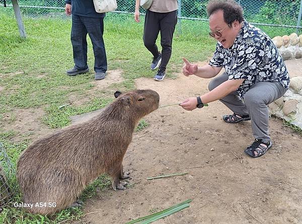 2024蘆竹炫YA農遊季  親子一日遊Pizza手作、動物餵