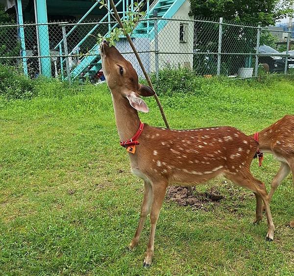 2024蘆竹炫YA農遊季  親子一日遊Pizza手作、動物餵