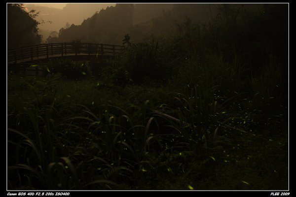 Firefly_06.jpg