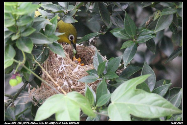 Bird hatch_10.jpg