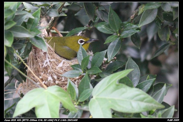 Bird hatch_15.jpg