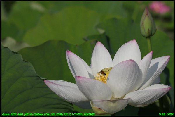 Lotus2_15.jpg