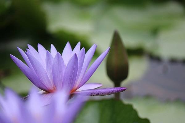 flower-5538547_1280.jpg