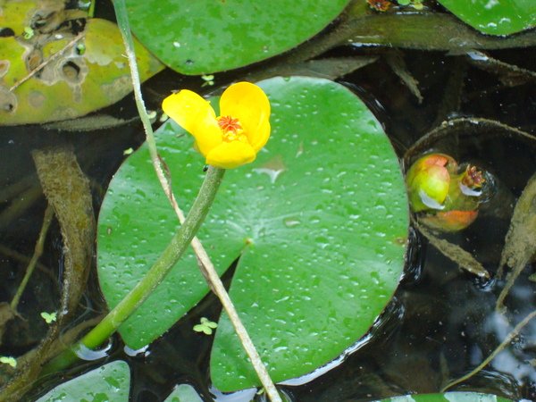 萍蓬草的花(近拍).JPG