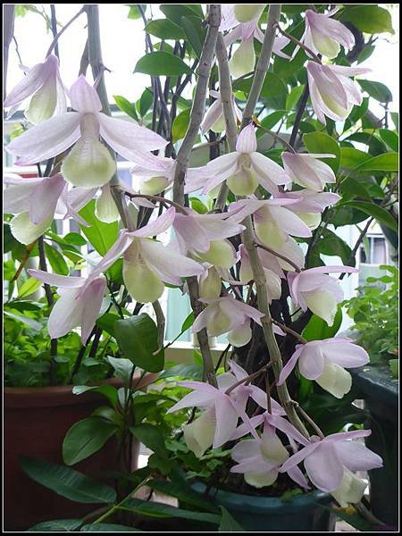 石斛蘭花