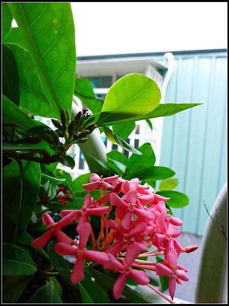 紅色仙丹花