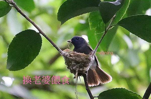 156預定