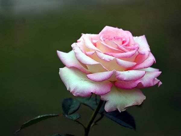 091