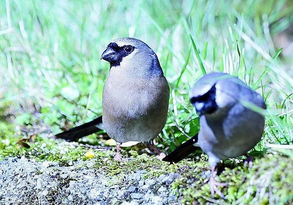 _MG_6054.JPG