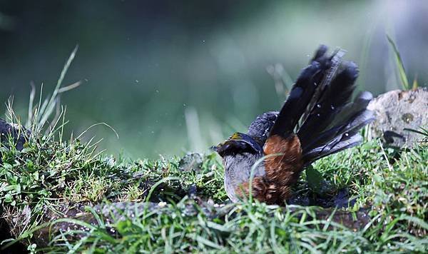 _MG_6271.JPG