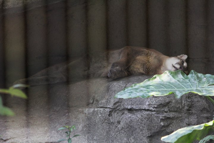台北市動物園