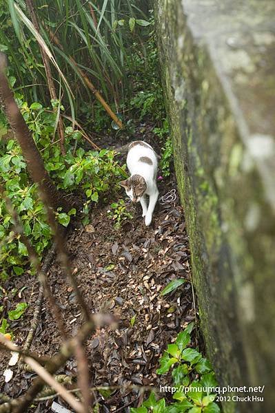 隔牆有小喵 喵媽咪聞香而來(觀音山硬漢嶺).jpg