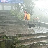 這位山友你是來爬山還是打獵 請牽好你的狗(觀音山硬漢嶺).jpg