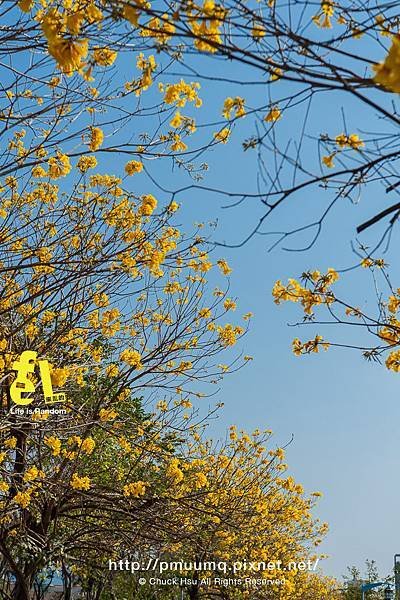 台中廍子公園-最美的黃花風鈴木公園_007