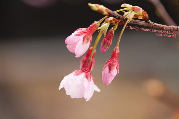 嬌豔欲滴的寒櫻(2011陽明山櫻花).jpg