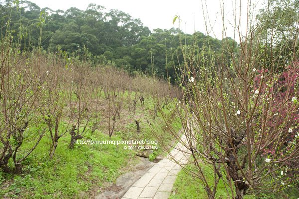 杏花林相較於櫻花林顯得有點冷清 因為大部份早開的花都被剪起來賣了(木柵杏花林).jpg