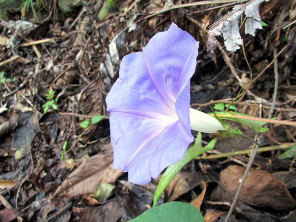 20140601花蓮錐麓_026.JPG