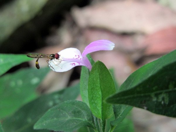 20140601花蓮錐麓_052.JPG