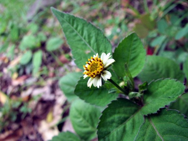 20140601花蓮錐麓_100.JPG