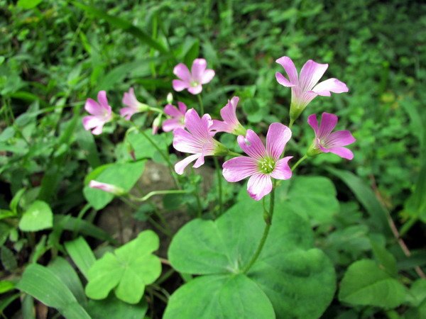 20140601花蓮錐麓_126.JPG