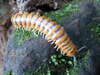 20110416加里山_016.JPG