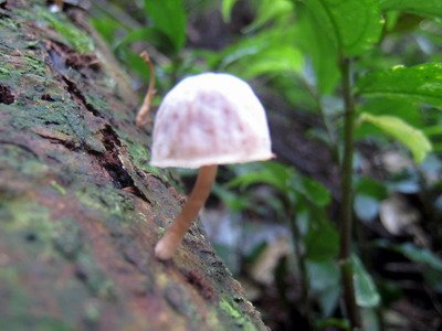 20110416加里山_017.JPG