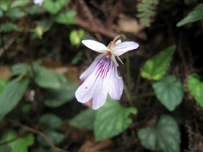 20110416加里山_045.JPG