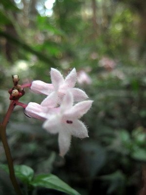 20110416加里山_054.JPG