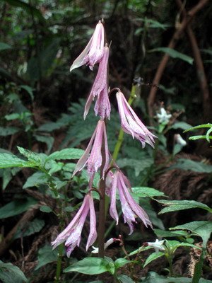 20110416加里山_047.JPG