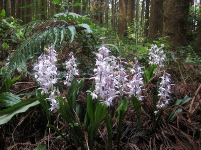 20110416加里山_076.JPG