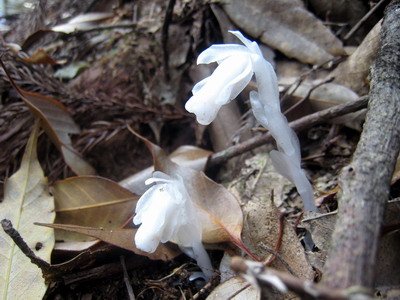 20110416加里山_030.JPG