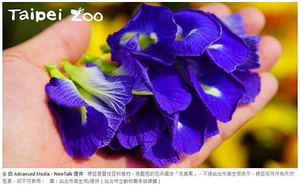 蝶花豆1.JPG