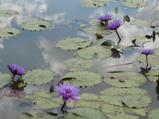 Kenilworth Park &amp; Aquatic Gard