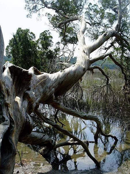 0419 Wormsloe Plantation (57)