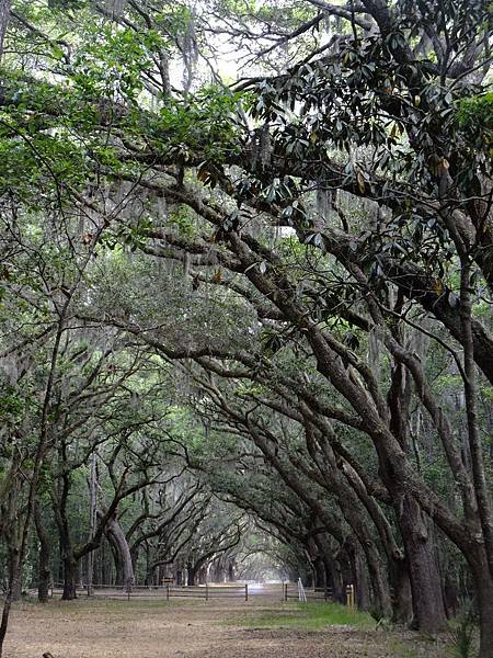 0419 Wormsloe Plantation (66)
