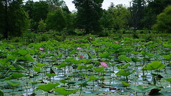 Kenilworth Park &amp; Aquatic Gard