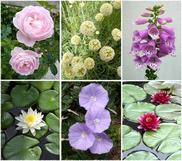 gettyvillaflowers.jpg