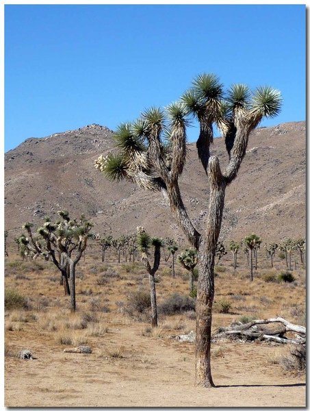 0722 Joshua Tree National Park (8)拷貝.jpg