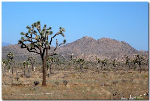 0722 Joshua Tree National Park (3)拷貝.jpg