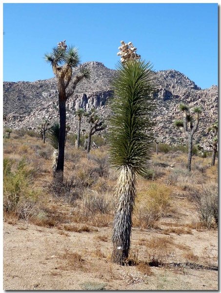 0722 Joshua Tree National Park (17)拷貝.jpg