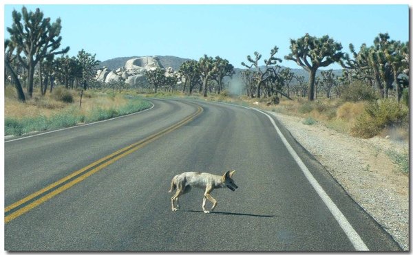 0722 Joshua Tree National Park (33)拷貝.jpg