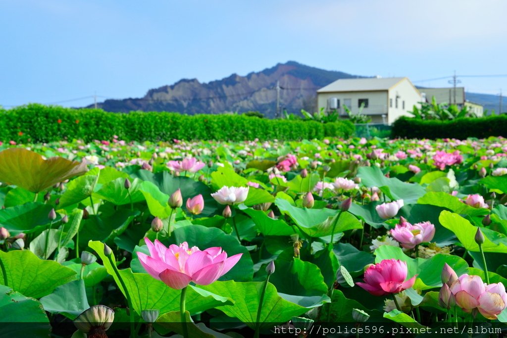 DSC_0155.JPG - 1110709二訪中社花市