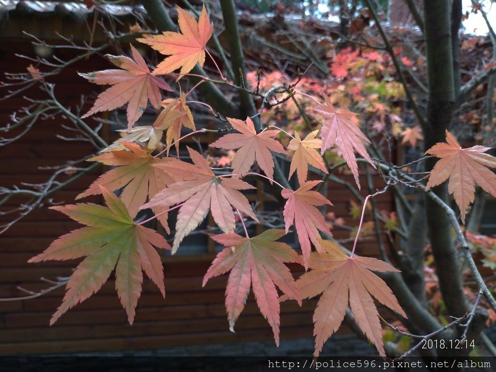 P_20181214_103919_vHDR_Auto.jpg - 107合歡北福壽山