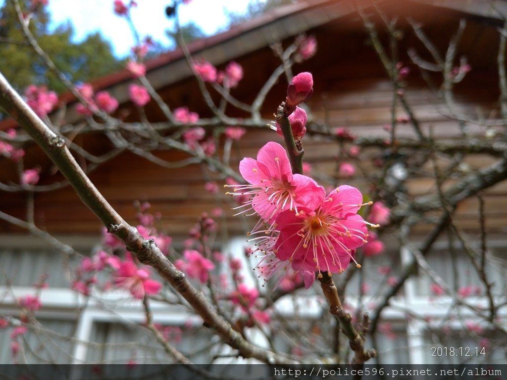 P_20181214_104038_vHDR_Auto.jpg - 107合歡北福壽山