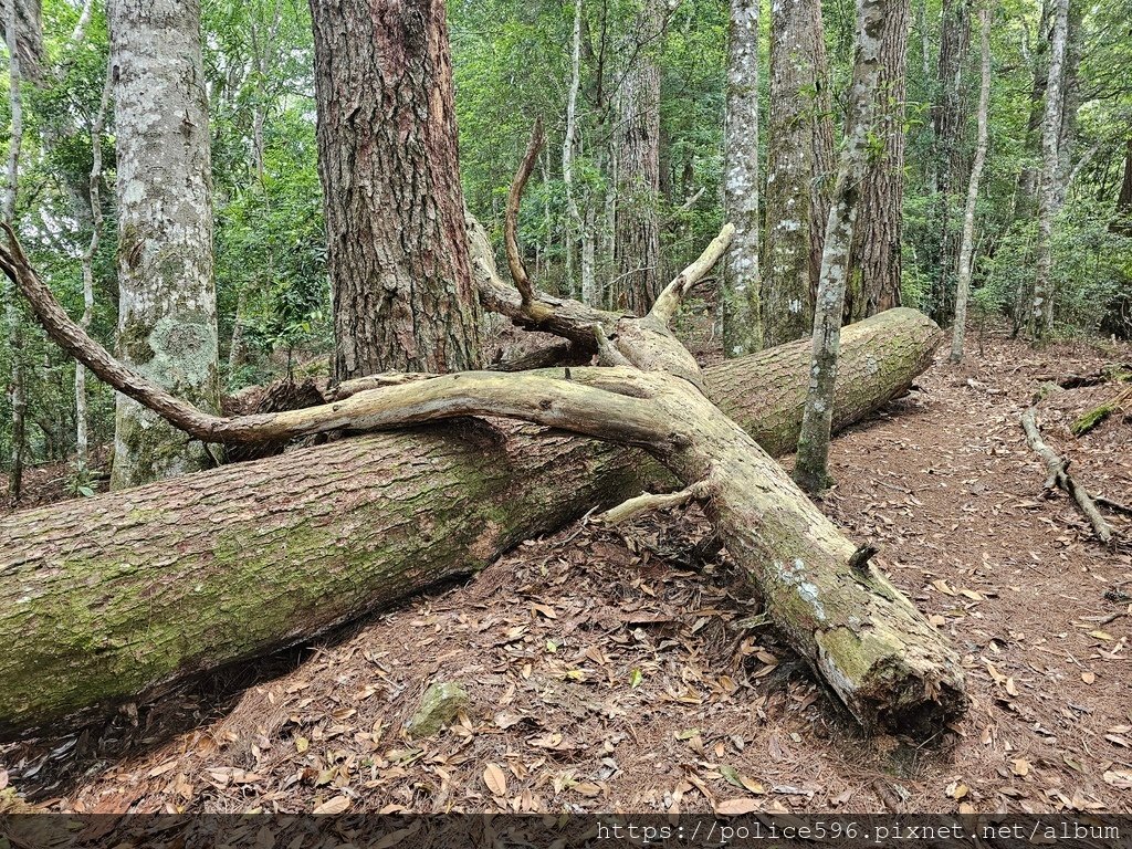 涼夏好去處Ⅶ~芝生毛台山連走虎禮山挑戰行