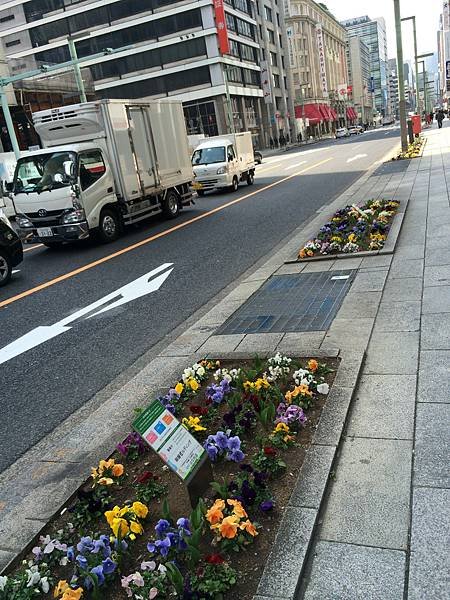 東京街頭百花盛開