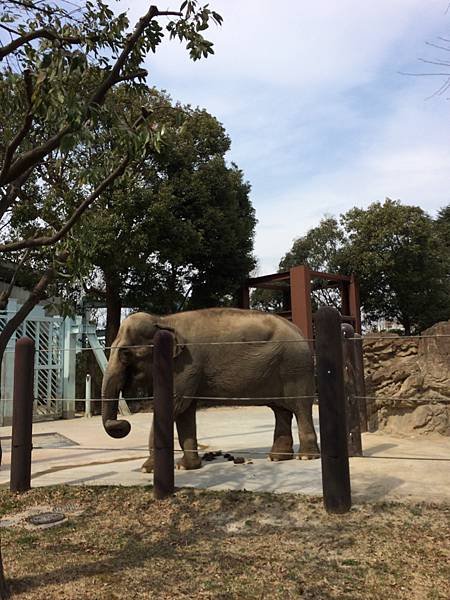 上野動物園大象